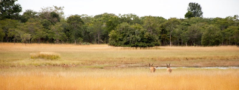 Antelopes grazing as seen during the Chaminuka game drive